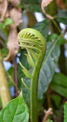 A fiddlehead or young frond of an Acrostichum danaeifolium, commonly known as a Giant Leather Fern.