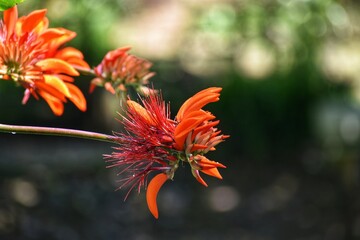 A flower from the Erythrina genus, commonly known as the Coral Tree or Flame Tree in Trinidad and...