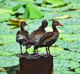 Black bellied whistling ducks in the Point-a-Pierre Wildfowl Trust, Trinidad and Tobago.