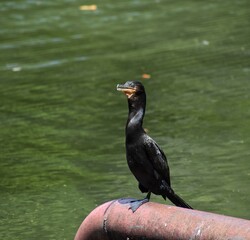 Phalacrocorax brasilianus, commonly known as a Neotropic Cormorant, in the Point-a-Pierre Wildfowl Trust, Trinidad.