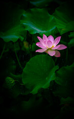 Early in the summer, the lotus in the lotus pool is blooming in the rain, just like a Chinese...