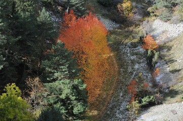 Les arbres en Savoie France