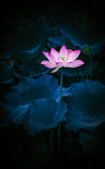 Early in the summer, the lotus in the lotus pool is blooming in the rain, just like a Chinese Decorative pictures.