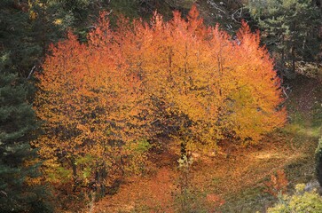 Les arbres en Savoie France