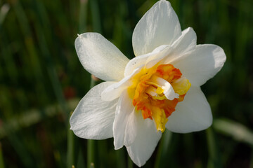 Fototapeta premium Flowering of the double daffodil