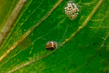 Freshwater mite and eggs on waterweed plant leaf