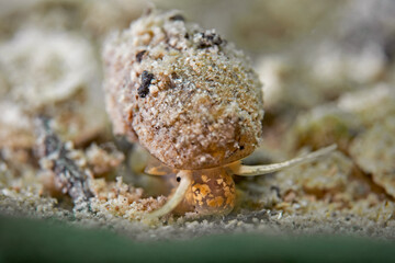 Lister's river snail, Spitze Sumpfdeckelschnecke (Viviparus contectus)