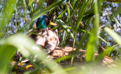 Duck On The Lake 03
