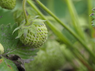 close up of an apple