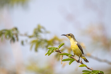 olive baked sunbird
