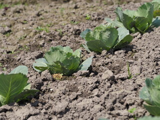 cabbage in the garden