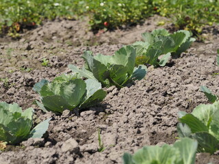 cabbage growing in the garden