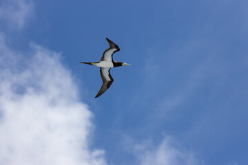 Brown booby