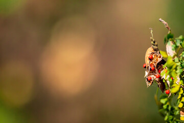 rosary pea