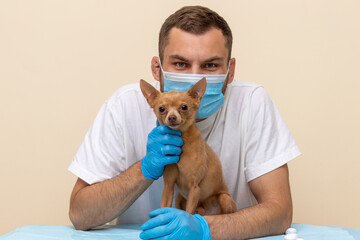 Cute portrait of the vet doctor and Russian Toy Terrier dog on the plain background.