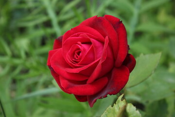 red rose in garden