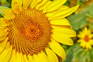 Naklejka premium Blue skies and sunflowers