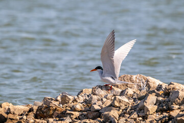 river tern