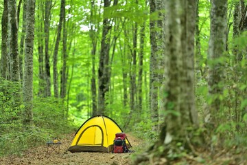 ブナの森のキャンプ					
