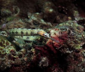 A Schultz pipefish on corals Panagsama beach Cebu Philippines