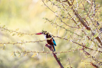 kingfisher behind tree