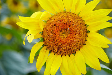 Obraz premium Blue skies and sunflowers