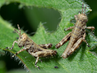 葉の上に止まるバッタの幼虫