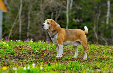 Russia. Kuzbass. The dog of the Beagle breed walks in the spring taiga. It is a hunting dog of the group of hounds. Since ancient times, it was started by wealthy merchants to hunt forest game.