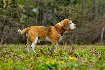 Russia. Kuzbass. The dog of the Beagle breed walks in the spring taiga. It is a hunting dog of the...