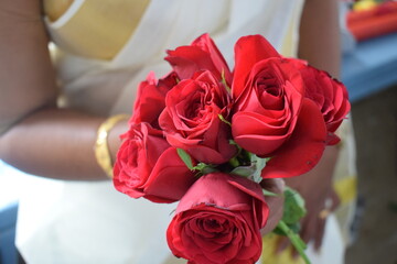 Roses. Location: Kerala, India Date 21-10-2019.