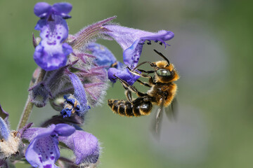 Osmia adunca