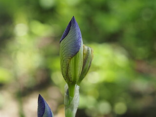 flower in the garden