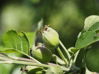 green apple blossom