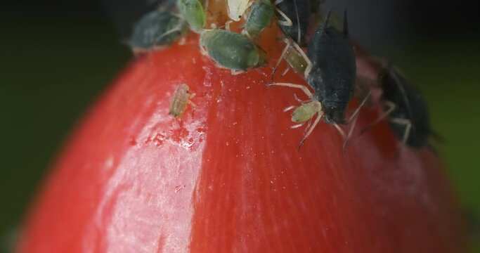 Parassiti su frutto. Colony of aphids on a small berry of a plant.A small red fruit attacked by sap sucking aphids. Close up shot.  Italy. 