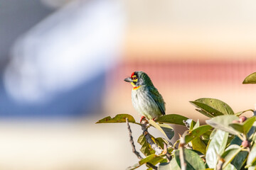 coppersmith barbet