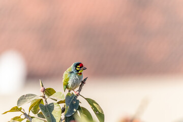 baby coppersmith barbet on tree