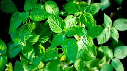 green leaves background