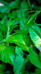 green leaves background