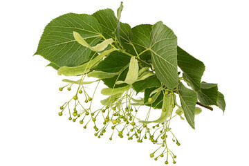 Green leaves and fruits of linden, isolated on white background
