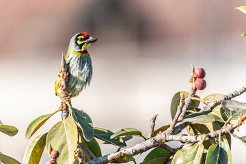 coppersmith barbet bird