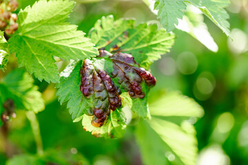 Leaf of a red currant of the amazed sheet plant louses. Disease of garden plants. Garden.