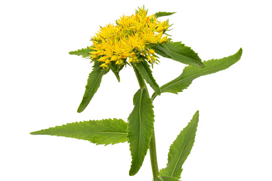 Inflorescence of yellow rhodiola rosea flowers, isolated on white background