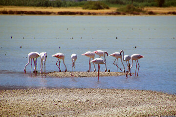 Flamingos foraging at salt lake Alikes on Kos Island, Greece - obrazy, fototapety, plakaty