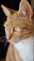 portrait of a cat with a eyes