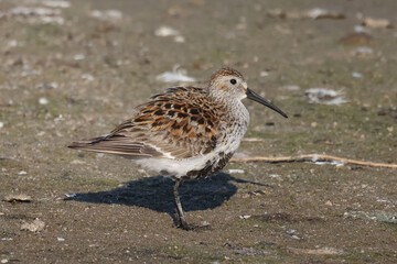 Dunlin n beach perching, walking, taking off and feeding on crustaceans and insects on bright summer evening