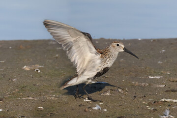 Dunlin n beach perching, walking, taking off and feeding on crustaceans and insects on bright summer evening