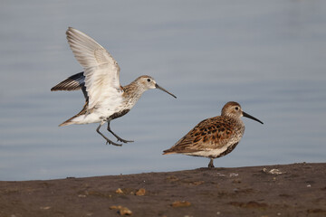 Dunlin n beach perching, walking, taking off and feeding on crustaceans and insects on bright summer evening