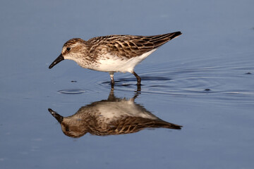 Semi Palmated sandpiper feeding on shoreline in evening light in summer
