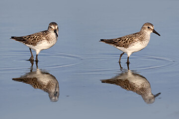 Obraz premium Semi Palmated sandpiper feeding on shoreline in evening light in summer