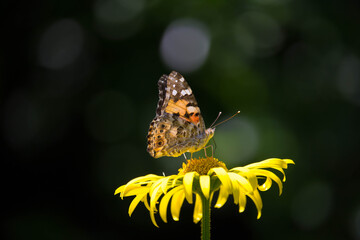 Beautiful butterfly on a yellow flower.